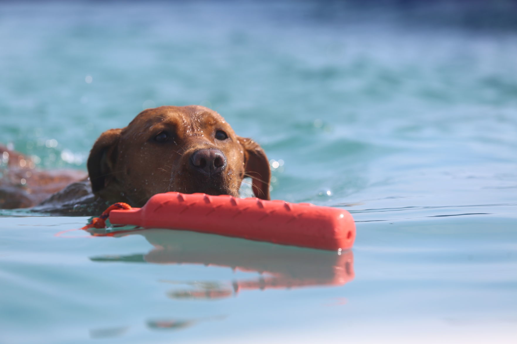 090919_gal_dockdogsWW (48)